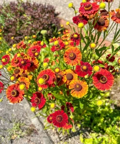 100 Helenium Autumn Leaves Mix Seeds - Mixed Colors Sneezeweed Flower Seeds - Image 5