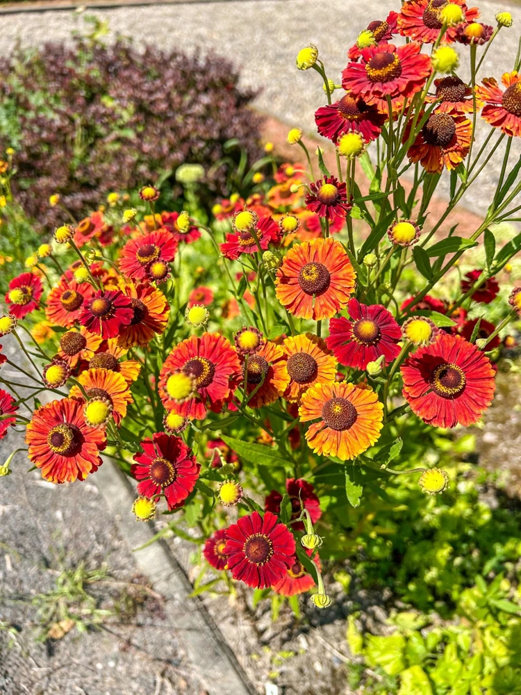 100 Helenium Autumn Leaves Mix Seeds - Mixed Colors Sneezeweed Flower Seeds - Image 5
