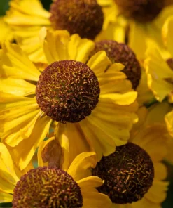 100 Helenium Autumn Leaves Mix Seeds - Mixed Colors Sneezeweed Flower Seeds - Image 6