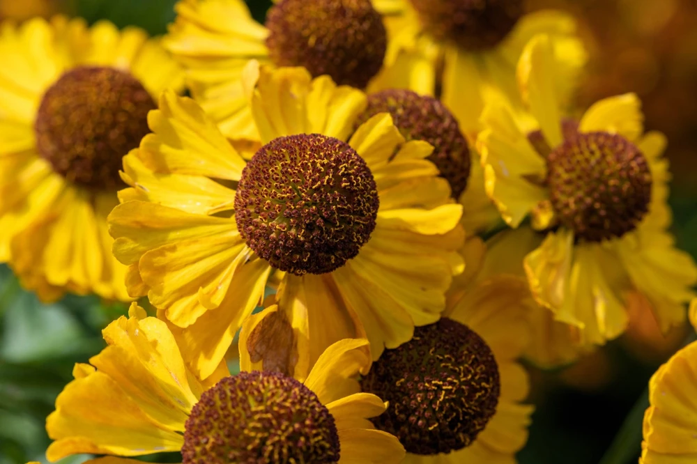 100 Helenium Autumn Leaves Mix Seeds - Mixed Colors Sneezeweed Flower Seeds - Image 6