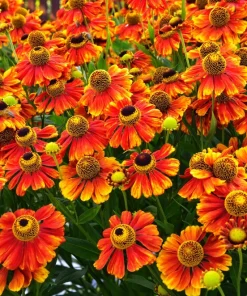 100 Helenium Autumn Leaves Mix Seeds - Mixed Colors Sneezeweed Flower Seeds - Image 7