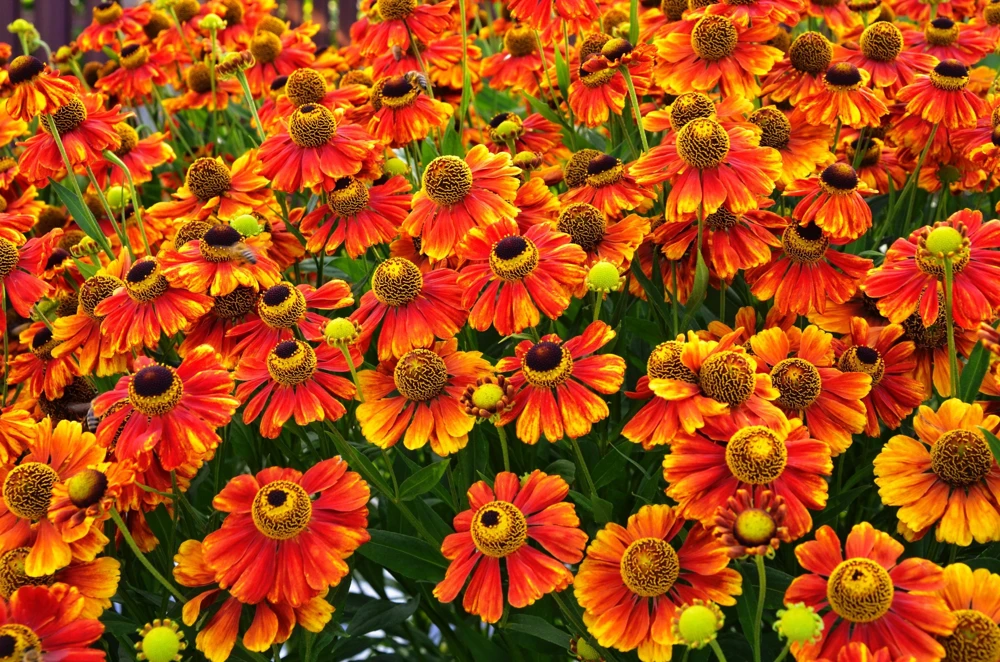 100 Helenium Autumn Leaves Mix Seeds - Mixed Colors Sneezeweed Flower Seeds - Image 7