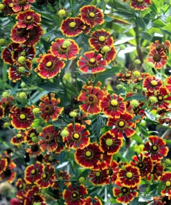 100 Helenium Autumn Leaves Mix Seeds - Mixed Colors Sneezeweed Flower Seeds - Image 8