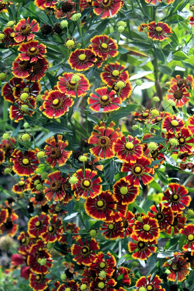 100 Helenium Autumn Leaves Mix Seeds - Mixed Colors Sneezeweed Flower Seeds - Image 8