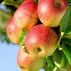 100 Honeycrisp Apple Tree Seeds - Fruit Tree Seeds for Planting - Image 1