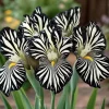 100 Iris Seeds – Black & White Zebra Flowering Iris Seeds – Easy Grow - Image 1