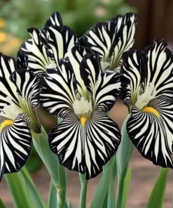 100 Iris Seeds – Black & White Zebra Flowering Iris Seeds – Easy Grow - Image 1