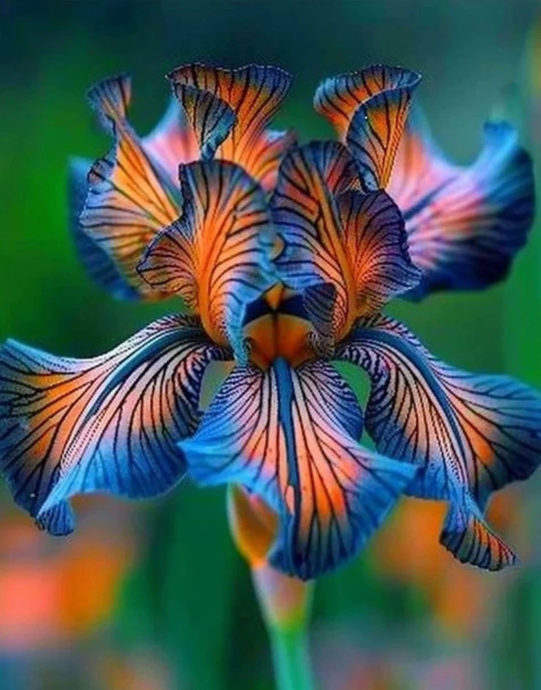 100 Iris Seeds - Blue & Orange Flowering Perennial Garden Seeds - Image 1