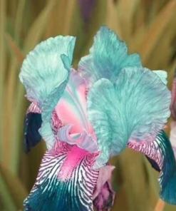 100 Iris Seeds - Fresh Flowering Iris from Seed - Image 1