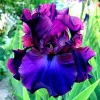 100 Iris Seeds - Fresh Flowering Iris Seeds for Planting - Image 1