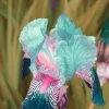 100 Iris Seeds - Fresh Flowering Perennial Plant Seeds - Image 1