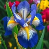 100 Iris Seeds Sapphire Veil - Flowering Iris Plant Seeds - Image 1