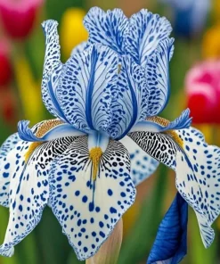 100 Iris Seeds Stardust - Flowering Iris Seeds for Garden - Image 1