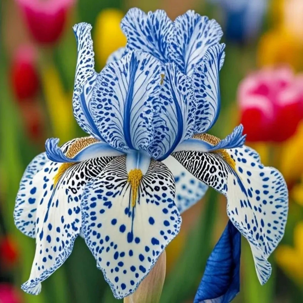 100 Iris Seeds Stardust - Flowering Iris Seeds for Garden - Image 1