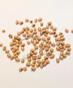100 Lady Cowpea Seeds - White Lady Finger Bean Vegetable Seeds - Image 2