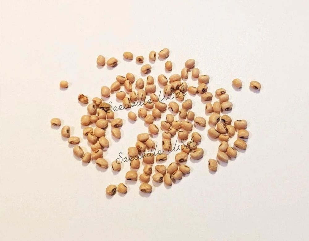 100 Lady Cowpea Seeds - White Lady Finger Bean Vegetable Seeds - Image 2