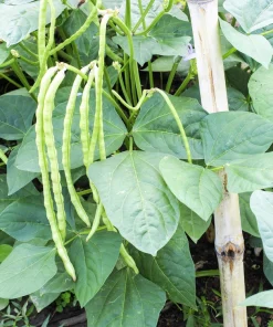 100 Lady Cowpea Seeds - White Lady Finger Bean Vegetable Seeds - Image 3