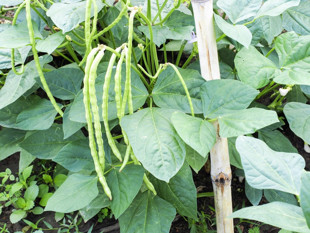 100 Lady Cowpea Seeds - White Lady Finger Bean Vegetable Seeds - Image 3