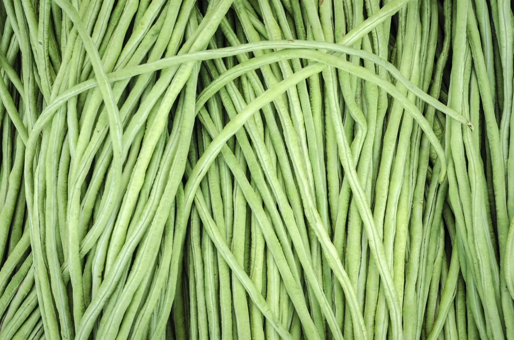 100 Lady Cowpea Seeds - White Lady Finger Bean Vegetable Seeds - Image 5