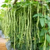 100 Lady Cowpea Seeds - White Lady Finger Bean Vegetable Seeds - Image 1