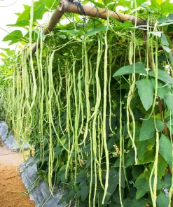 100 Lady Cowpea Seeds - White Lady Finger Bean Vegetable Seeds - Image 1