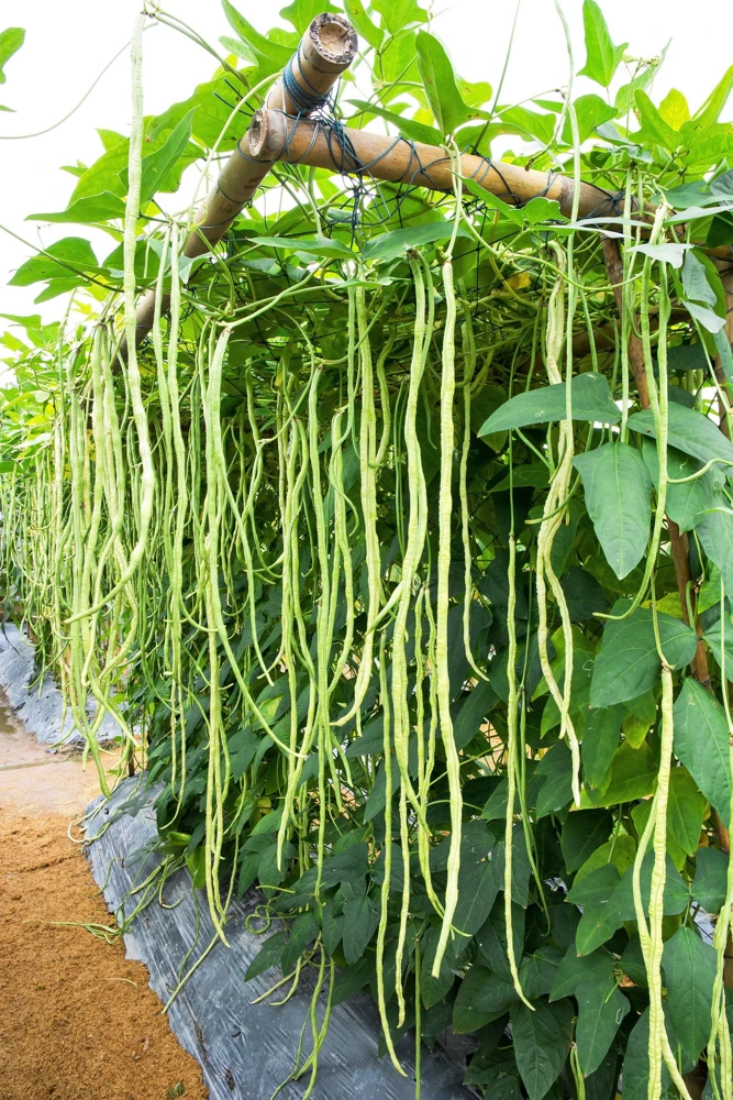 100 Lady Cowpea Seeds - White Lady Finger Bean Vegetable Seeds - Image 1