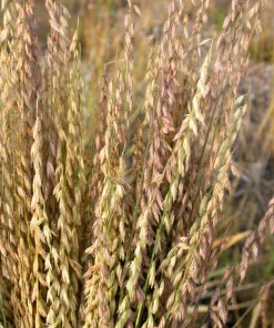 100 Mesquite Sideoats Grass Seeds - Ornamental Bouteloua Curtipendula - Image 2