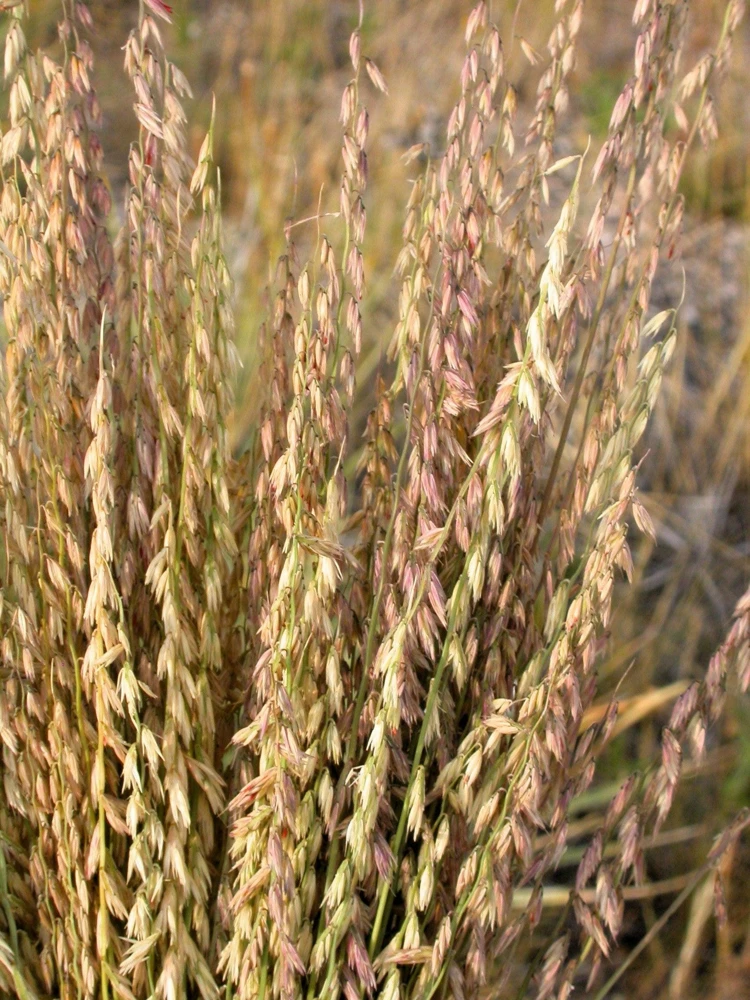 100 Mesquite Sideoats Grass Seeds - Ornamental Bouteloua Curtipendula - Image 2