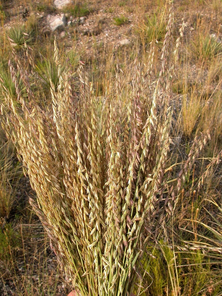 100 Mesquite Sideoats Grass Seeds - Ornamental Bouteloua Curtipendula - Image 3