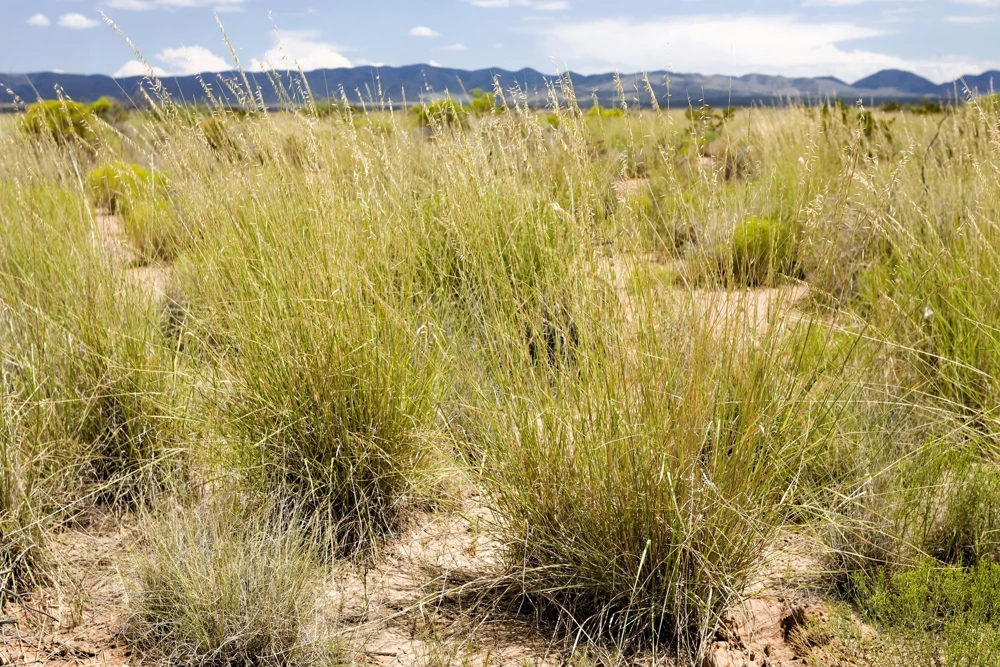 100 Mesquite Sideoats Grass Seeds - Ornamental Bouteloua Curtipendula - Image 4