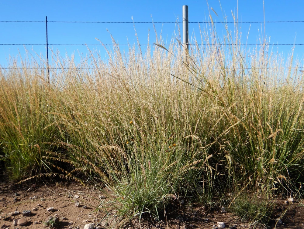 100 Mesquite Sideoats Grass Seeds - Ornamental Bouteloua Curtipendula - Image 6