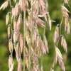 100 Mesquite Sideoats Grass Seeds - Ornamental Bouteloua Curtipendula - Image 1