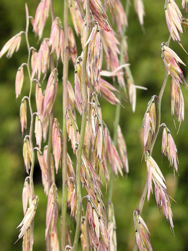 100 Mesquite Sideoats Grass Seeds - Ornamental Bouteloua Curtipendula - Image 1