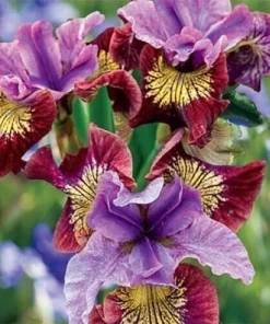 100 Mixed Color Iris Seeds - Fresh Flower Seeds for Garden - Image 1