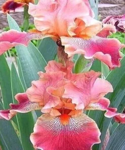 100 Mixed Color Iris Seeds - Fresh Flower Seeds for Garden - Image 4