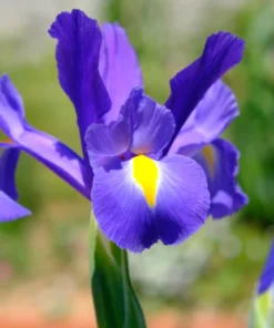 100 Mixed Color Iris Seeds - Fresh Flower Seeds for Garden - Image 5