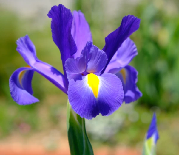 100 Mixed Color Iris Seeds - Fresh Flower Seeds for Garden - Image 5