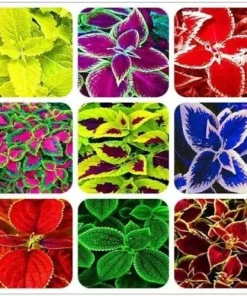 100 Mixed Colors Coleus Seeds - Beautiful Flowering Plant Seeds - Image 3