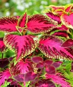 100 Mixed Colors Coleus Seeds – Beautiful Flowering Plant Seeds for Garden - Image 3