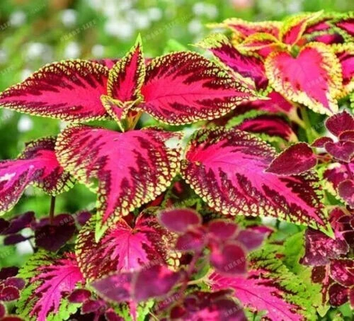 100 Mixed Colors Coleus Seeds - Beautiful Flowering Plant Seeds - Image 5