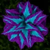 100 Mixed Colors Coleus Seeds – Beautiful Flowering Plant Seeds for Garden - Image 1