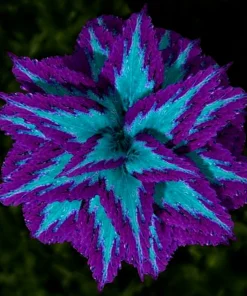 100 Mixed Colors Coleus Seeds – Beautiful Flowering Plant Seeds for Garden - Image 1