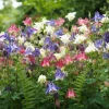 100 Mixed European Columbine Aquilegia Flower Seeds for Garden - Image 1