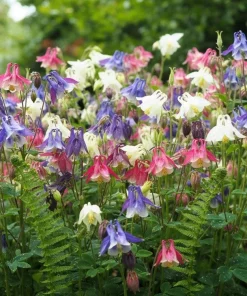 100 Mixed European Columbine Aquilegia Flower Seeds for Garden - Image 1