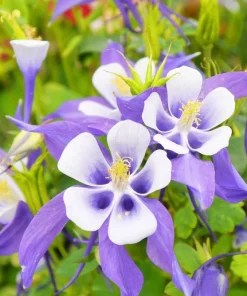 100 Mixed European Columbine Aquilegia Flower Seeds for Garden - Image 10