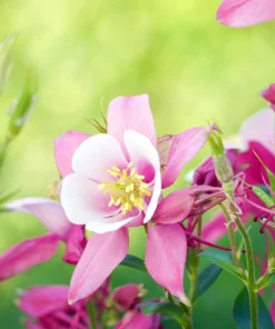 100 Mixed European Columbine Aquilegia Flower Seeds for Garden - Image 11