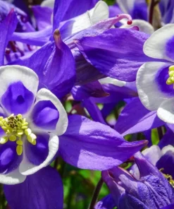 100 Mixed European Columbine Aquilegia Flower Seeds for Garden - Image 12