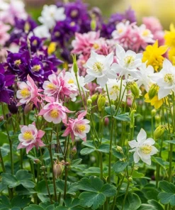 100 Mixed European Columbine Aquilegia Flower Seeds for Garden - Image 2