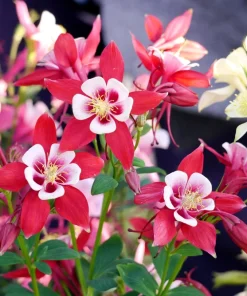 100 Mixed European Columbine Aquilegia Flower Seeds for Garden - Image 3