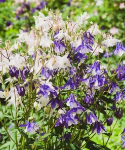100 Mixed European Columbine Aquilegia Flower Seeds for Garden - Image 4
